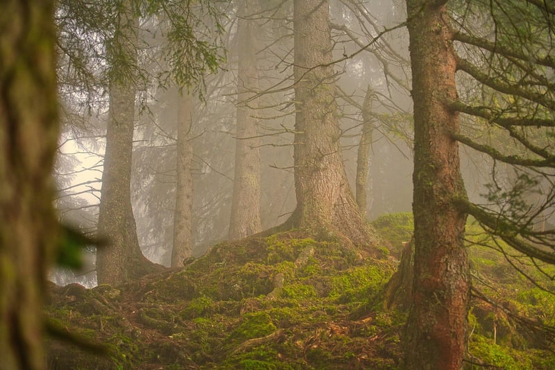 Black Forest, Germany