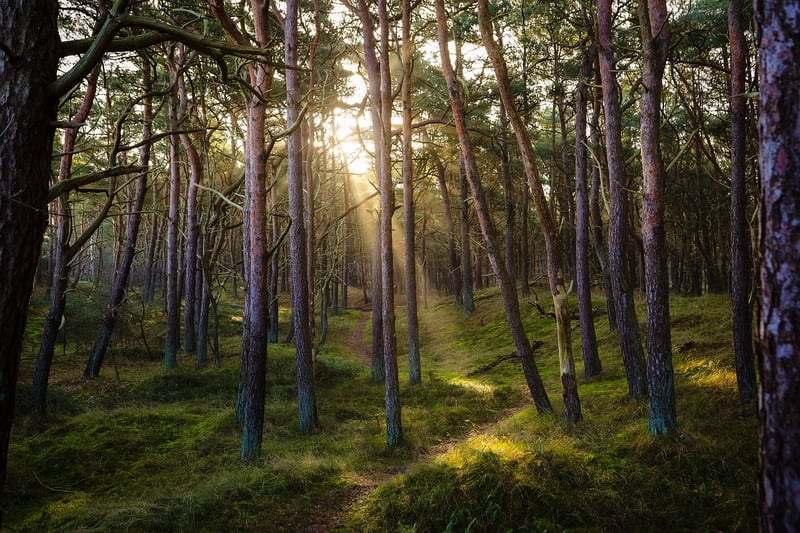 Woodland Forest