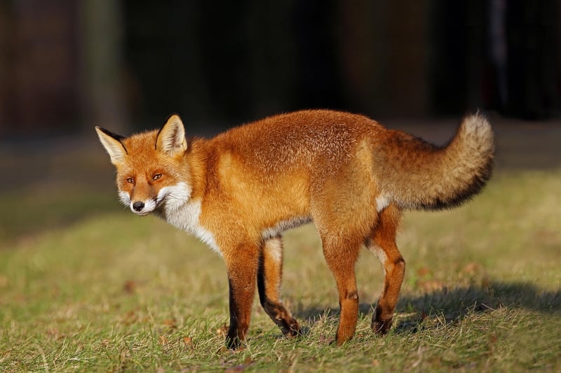 Forest Fox